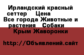 Ирландский красный сеттер. › Цена ­ 30 000 - Все города Животные и растения » Собаки   . Крым,Жаворонки